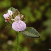 Rostellularia latispica (C.B.Clarke) Bremek.
